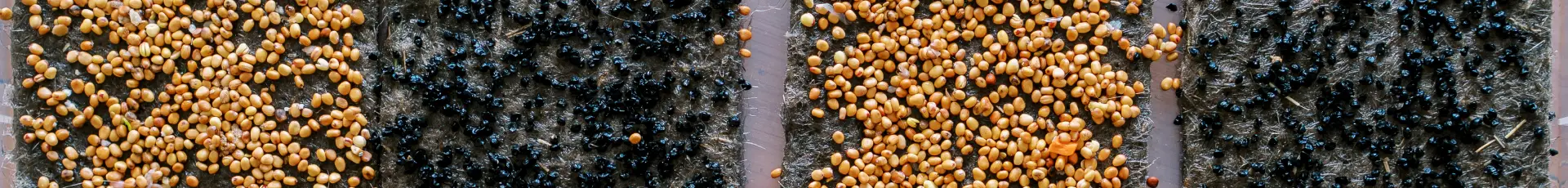 Semințe cultură mare